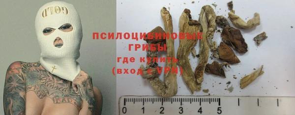 сатива Горняк